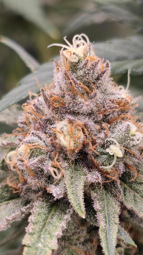 Biotabs Interview 💚🌱. Week 6