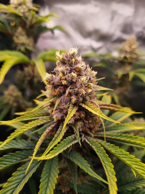 Biotabs Interview 💚🌱. Week 6