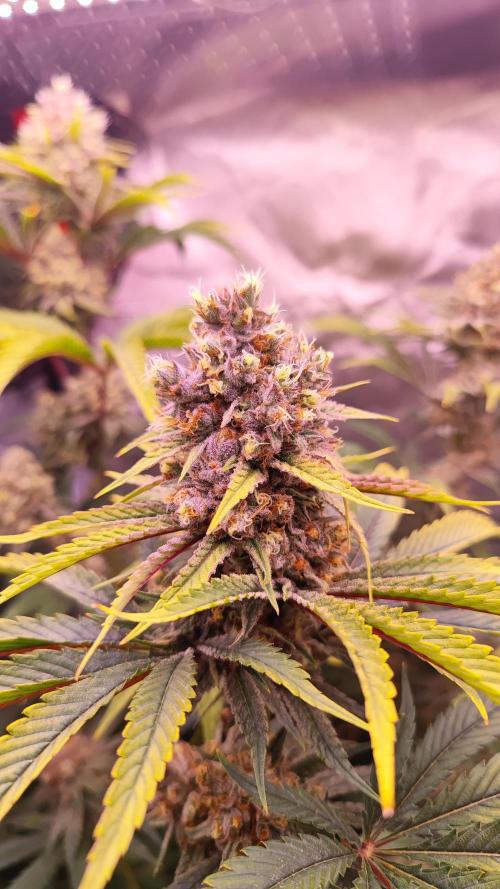 Biotabs Interview 💚🌱. Week 6