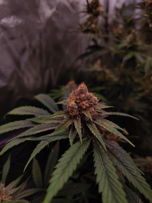 Biotabs Interview 💚🌱. Week 6