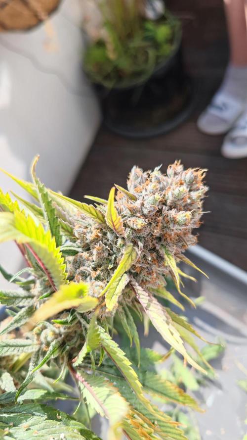 Biotabs Interview 💚🌱. Week 6