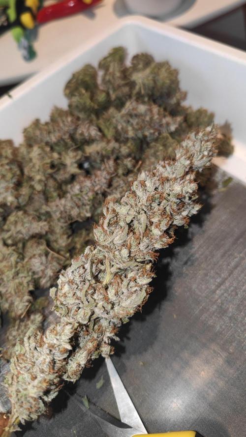 Biotabs Interview 💚🌱. Week 6