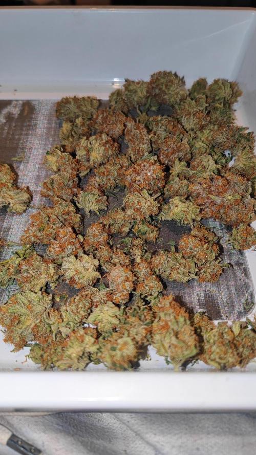 Biotabs Interview 💚🌱. Week 6