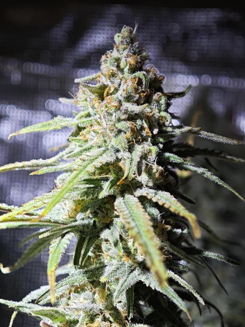 Biotabs Interview 💚🌱. Week 7 - RS11