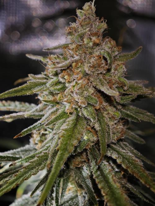 Biotabs Interview 💚🌱. Week 7 - RS11