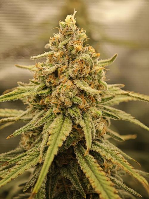 Biotabs Interview 💚🌱. Week 7 - RS11