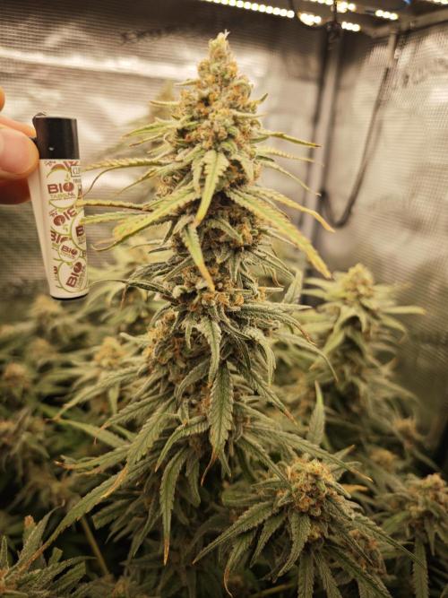 Biotabs Interview 💚🌱. Week 7 - RS11