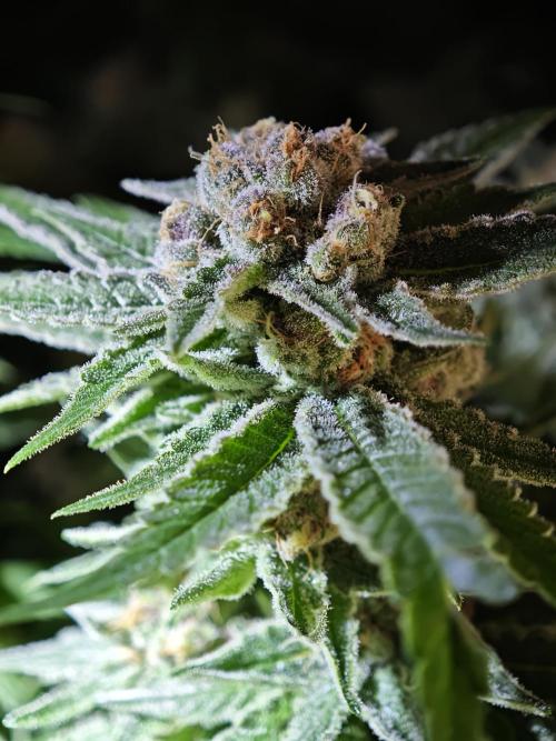Biotabs Interview 💚🌱. Week 7 - Pink Gelato 