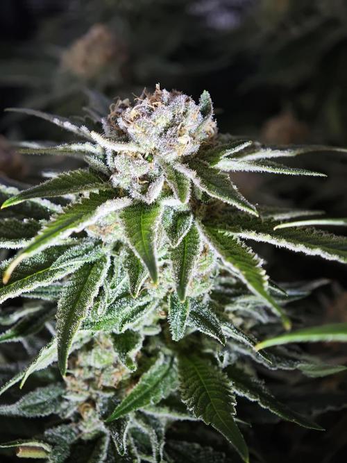 Biotabs Interview 💚🌱. Week 7 - Pink Gelato 