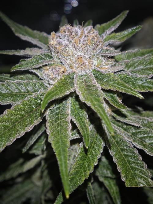Biotabs Interview 💚🌱. Week 7 - Pink Gelato 