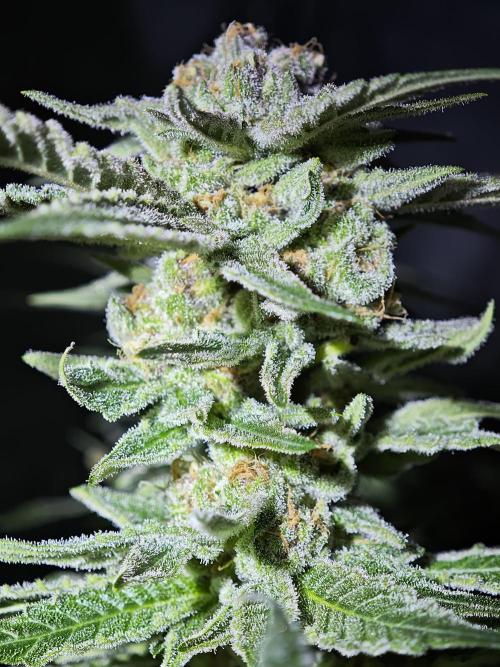 Biotabs Interview 💚🌱. Week 7 - Pink Gelato 