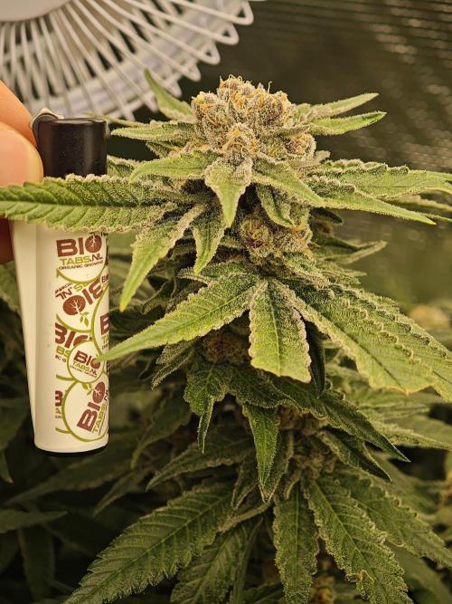 Biotabs Interview 💚🌱. Week 7 - Pink Gelato 