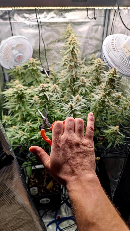 Biotabs Interview 💚🌱. Week 8