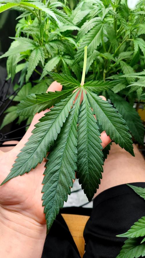 Biotabs Interview 💚🌱. Week 8