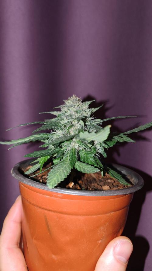 Biotabs Interview 💚🌱. Week 8