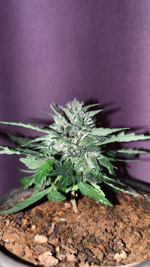 Biotabs Interview 💚🌱. Week 8