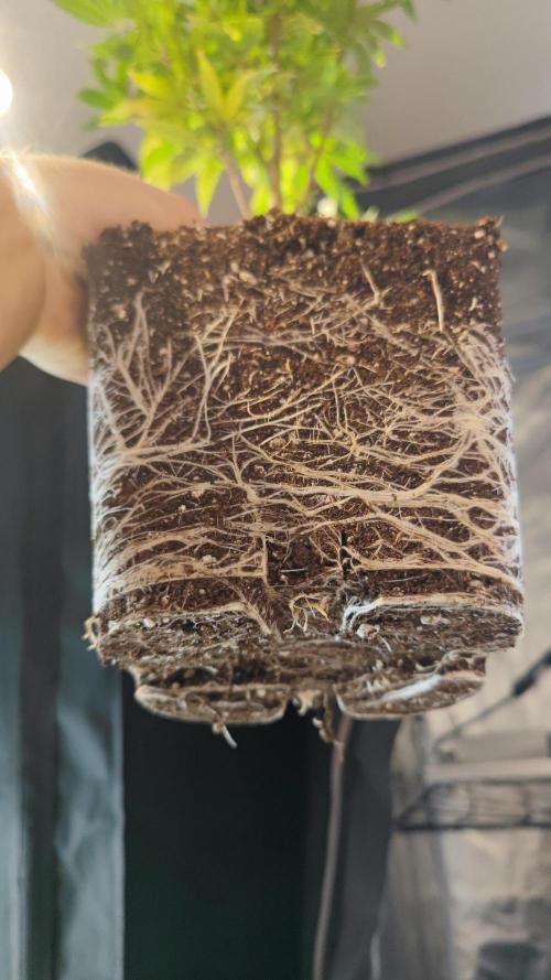 Biotabs Interview 💚🌱. Week 8