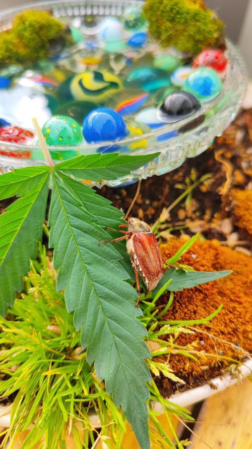 Biotabs Interview 💚🌱. Week 8