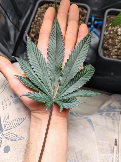Biotabs Interview 💚🌱. Week 8