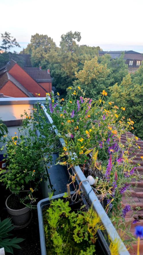 Biotabs Interview 💚🌱. Week 9 - Bird’s-foot Trefoil and vetch