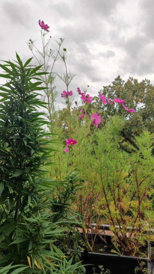 Biotabs Interview 💚🌱. Week 9 - Cosmos flowers
