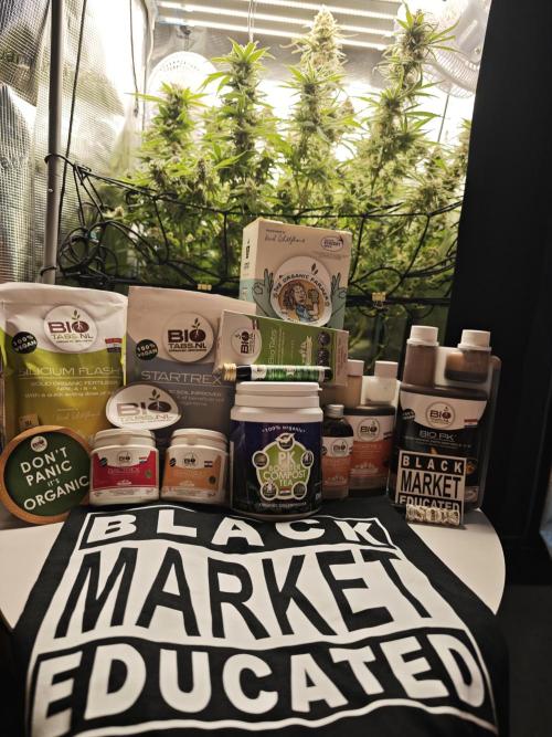 Biotabs Interview 💚🌱. Week 10