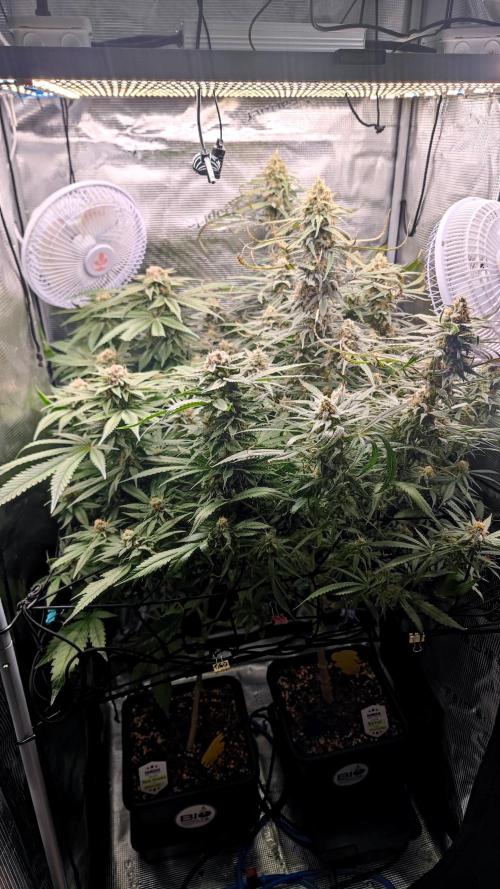Rainbow Sherbert #11 / Kannabia / Indoor. Week 19