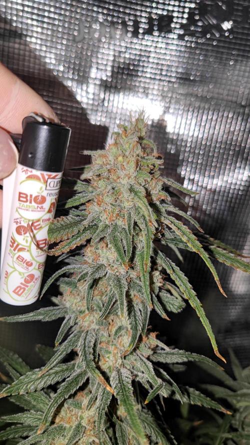 Rainbow Sherbert #11 / Kannabia / Indoor. Week 19