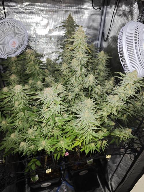 Rainbow Sherbert #11 / Kannabia / Indoor. Week 19