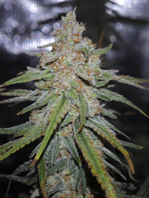 Rainbow Sherbert #11 / Kannabia / Indoor. Week 19