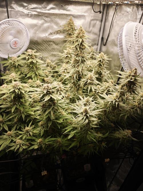 Rainbow Sherbert #11 / Kannabia / Indoor. Week 19
