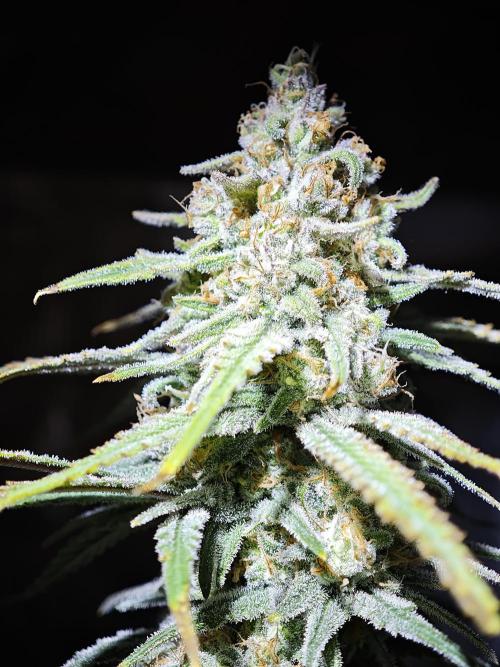 Rainbow Sherbert #11 / Kannabia / Indoor. Week 19