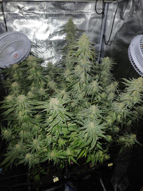 Pink Gelato / Kannabia / Indoor. Week 19