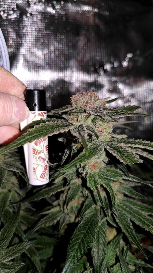 Pink Gelato / Kannabia / Indoor. Week 19