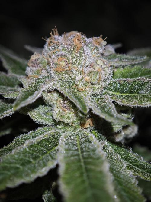 Pink Gelato / Kannabia / Indoor. Week 19