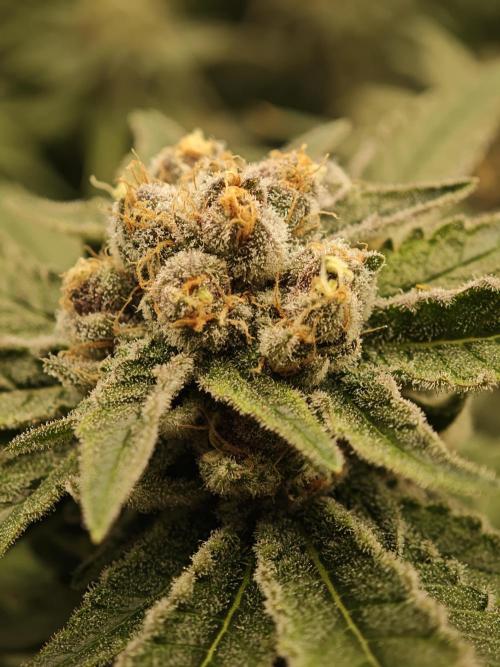 Pink Gelato / Kannabia / Indoor. Week 19