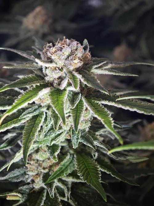 Pink Gelato / Kannabia / Indoor. Week 19