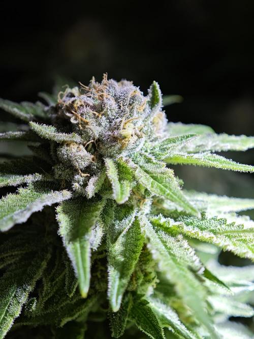 Pink Gelato / Kannabia / Indoor. Week 19