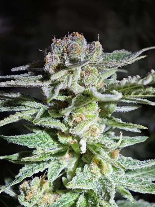 Pink Gelato / Kannabia / Indoor. Week 19
