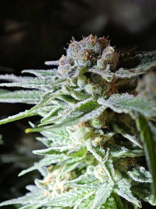 Pink Gelato / Kannabia / Indoor. Week 19