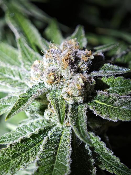 Pink Gelato / Kannabia / Indoor. Week 19