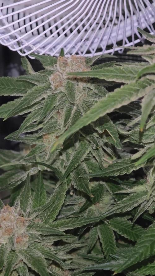 Pink Gelato / Kannabia / Indoor