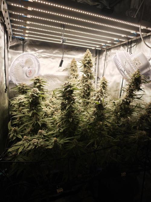 Pink Gelato / Kannabia / Indoor. Week 20
