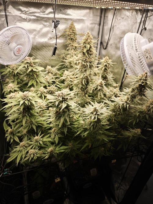 Pink Gelato / Kannabia / Indoor. Week 20