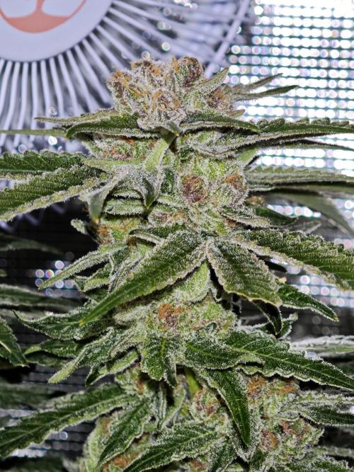 Pink Gelato / Kannabia / Indoor. Week 20