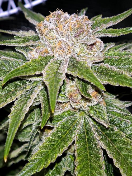 Pink Gelato / Kannabia / Indoor. Week 20