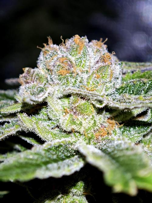 Pink Gelato / Kannabia / Indoor. Week 20