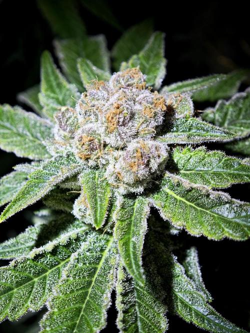 Pink Gelato / Kannabia / Indoor. Week 20