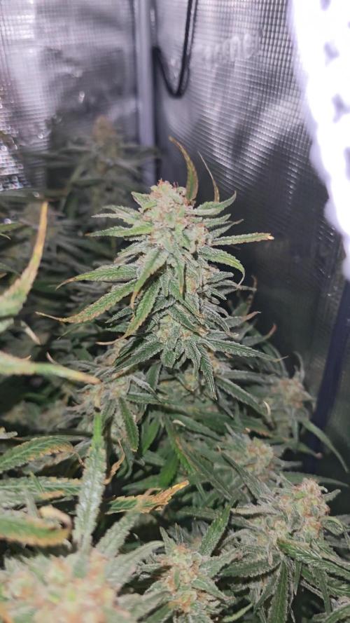Rainbow Sherbert #11 / Kannabia / Indoor