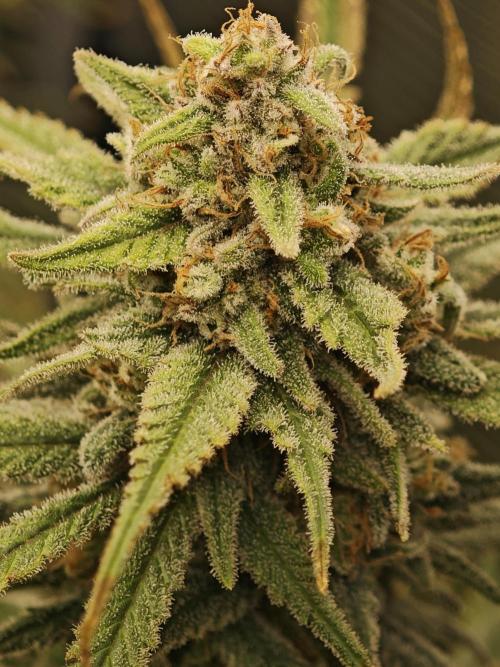 Rainbow Sherbert #11 / Kannabia / Indoor. Week 20